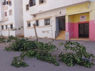 مسلسل الإجهاز على الأشجار متواصل