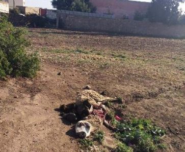 رمي الجيف قرب المنازل يتسبب في أضرار كثيرة