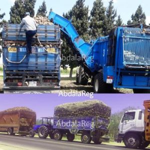 رغم قلة التساقطات، “كوزيسمار” تنقذ الموسم الشمندري