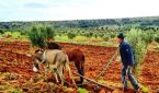 ارتياح كبير في صفوف فلاحي دكالة عبدة