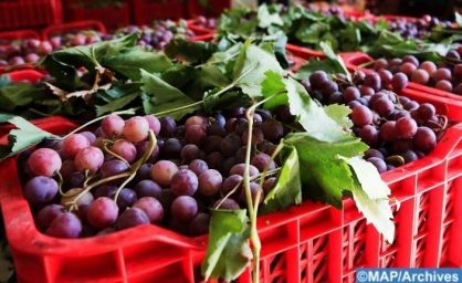 إنتاج العنب بدكالة.. رافعة أساسية للتنمية القروية