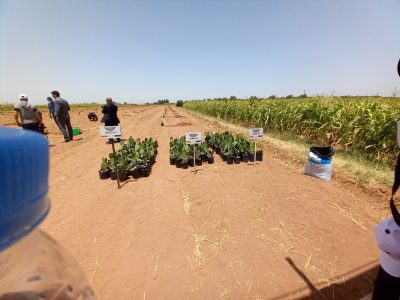 زراعة وتوزيع أنواع من الصبار المقاوم للحشرة القرمزية بخميس متوح
