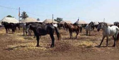 الإشادة بنجاح مهرجان التبوريدة بالمهارزة الساحل