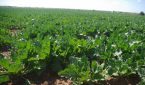نجاح موسم الشمندر بدكالة عبدة رغم الإكراهات والصعوبات المناخية