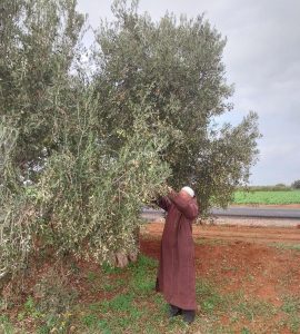 زراعة أشجار الزيتون بدكالة .. دينامية كبيرة ومردودية عالية رغم التقلبات المناخية