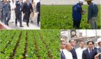 دكالة…قلع الشمندر السكري تحديات الظروف المناخية