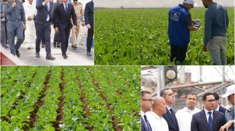 انطلاق موسم زراعة الشمندر السكري ودكالة تتصدر البرنامج الوطني