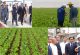 انطلاق موسم زراعة الشمندر السكري ودكالة تتصدر البرنامج الوطني